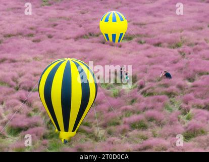 NANJING, CHINA - OCTOBER 6, 2023 - Tourists tour among pink flowers in Nanjing, Jiangsu Province, China, Oct 6, 2023. Stock Photo