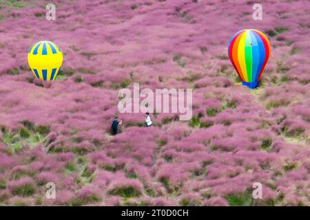 NANJING, CHINA - OCTOBER 6, 2023 - Tourists tour among pink flowers in Nanjing, Jiangsu Province, China, Oct 6, 2023. Stock Photo