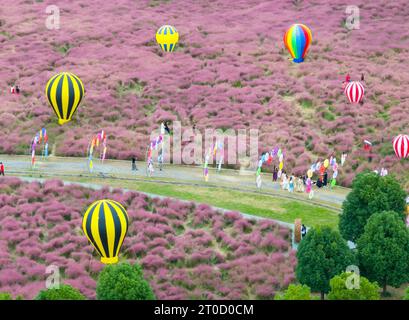 NANJING, CHINA - OCTOBER 6, 2023 - Tourists tour among pink flowers in Nanjing, Jiangsu Province, China, Oct 6, 2023. Stock Photo