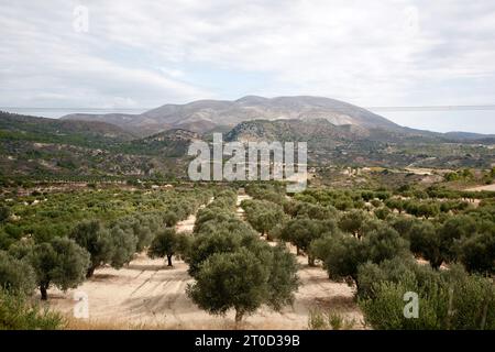 a grove of olive trees Stock Photo