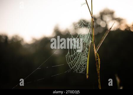 Water droplets sparkling on close up of spiderweb during early m Stock Photo