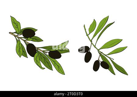 olive branches with dark black berries, hand contour drawing. Vector illustration Stock Vector