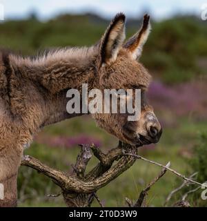 New Forest donkey foals Stock Photo