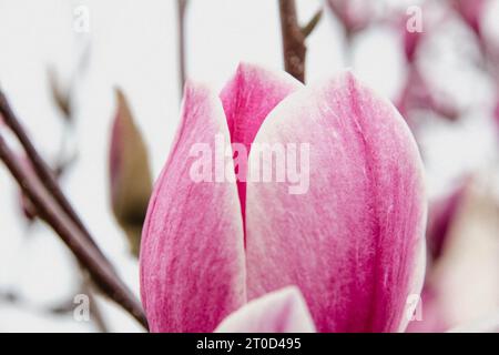 close up image of magnolia in springtime. Stock Photo