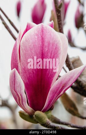 close up image of  pink magnolia flower Stock Photo