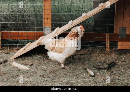 Red, white chicken in coop with ramp behind. Stock Photo