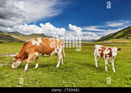 Pastoral landscape with grazing cows in a mountain valley Stock Photo