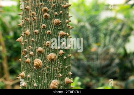 trunk of silk floss tree Ceiba speciosa covered with thorns, on a natural blurred background Stock Photo