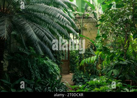 interior of an old greenhouse with a collection of tropical plants ...