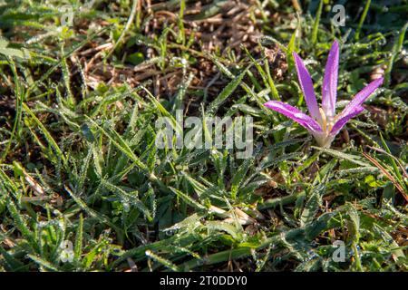 snack remover (Colchicum montanum) in the early hours of the day where the dew drops can be seen. Known by this name because it appears in autumn when Stock Photo