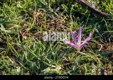 snack remover (Colchicum montanum) in the early hours of the day where the dew drops can be seen. Known by this name because it appears in autumn when Stock Photo