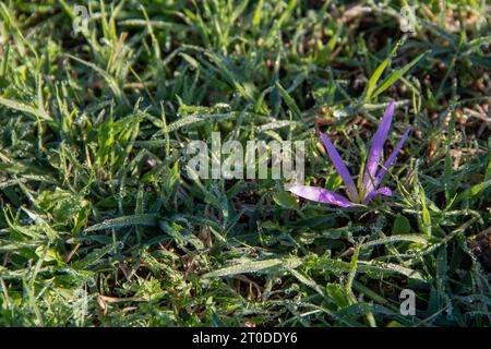 snack remover (Colchicum montanum) in the early hours of the day where the dew drops can be seen. Known by this name because it appears in autumn when Stock Photo