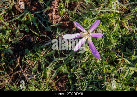 snack remover (Colchicum montanum) in the early hours of the day where the dew drops can be seen. Known by this name because it appears in autumn when Stock Photo