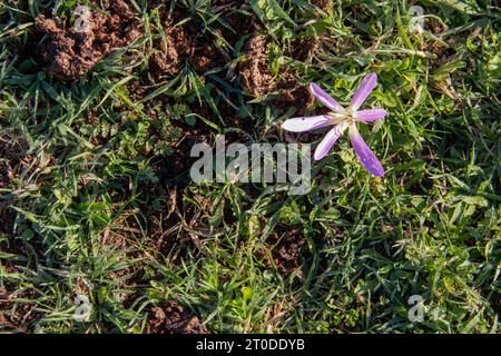 snack remover (Colchicum montanum) in the early hours of the day where the dew drops can be seen. Known by this name because it appears in autumn when Stock Photo