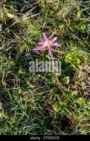 snack remover (Colchicum montanum) in the early hours of the day where the dew drops can be seen. Known by this name because it appears in autumn when Stock Photo