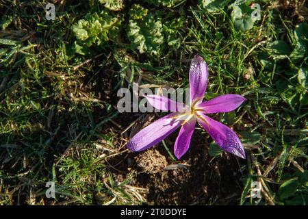 snack remover (Colchicum montanum) in the early hours of the day where the dew drops can be seen. Known by this name because it appears in autumn when Stock Photo