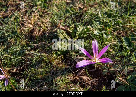 snack remover (Colchicum montanum) in the early hours of the day where the dew drops can be seen. Known by this name because it appears in autumn when Stock Photo