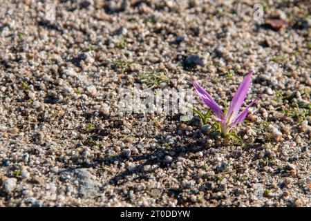 snack remover (Colchicum montanum) in the early hours of the day where the dew drops can be seen. Known by this name because it appears in autumn when Stock Photo