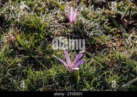 snack remover (Colchicum montanum) in the early hours of the day where the dew drops can be seen. Known by this name because it appears in autumn when Stock Photo