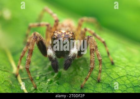 Macro close up of jumping spider on a green leaf Stock Photo
