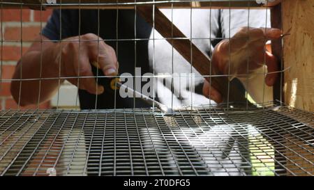 making a poultry cage from wooden slats and metal mesh using a screwdriver, fixing the lattice to the wooden slats using hand tools Stock Photo