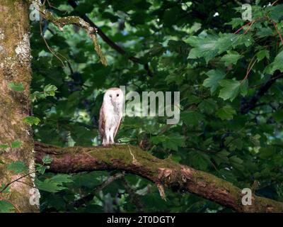 Barn Owl with it's prey in it's beak, perched in a sycamore tree, Dumfries & Galloway, Scotland Stock Photo