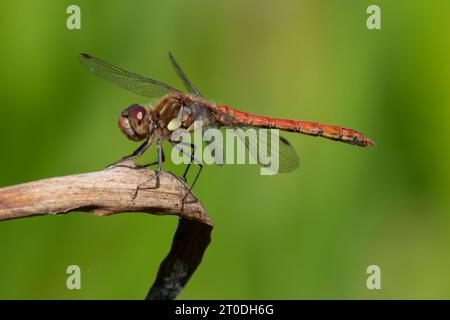 Male Common Darter dragonfly, Sympetrum striolatum, Dumfries & Galloway, Scotland Stock Photo