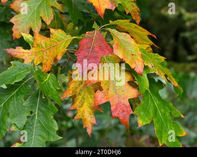 Red Oak leaves turning colour in autumn Stock Photo