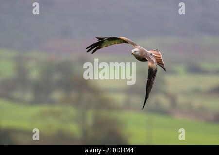 Red Kite in flight at the feeding centre, Laurieston, Dumfries & Galloway, Scotland Stock Photo