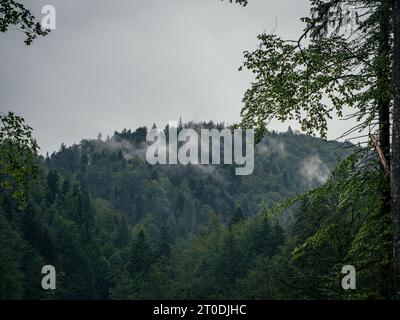 Misty foggy mountain landscape with fir forest and copyspace in Transylvania, Romania Stock Photo