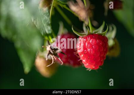 Beautiful red-fruited ripe raspberry hanging on the green plant. Close up Stock Photo