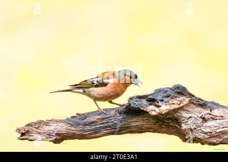 Close up of a colorful wild male chaffinch, Fringilla coelebs, posing on a horizontal gnarled eroded branch with deep grooves against a soft yellow-gr Stock Photo