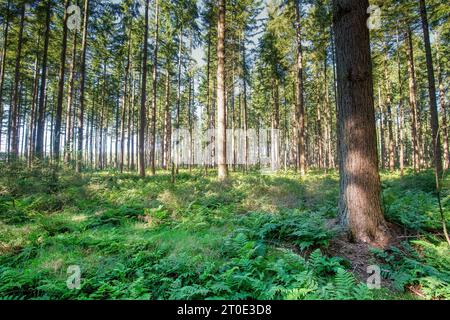 Well-developed production conifer forest with straight trunks of conifer trees with an undergrowth of a hybrid of the Broad Buckler fern, Dryopteris d Stock Photo