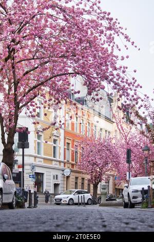 Bonn, Germany - April 16, 2021: Pink cherry blossoms on Cherry Blossom Avenue around row of yellow and orange buildings on a spring day in Bonn, Germa Stock Photo