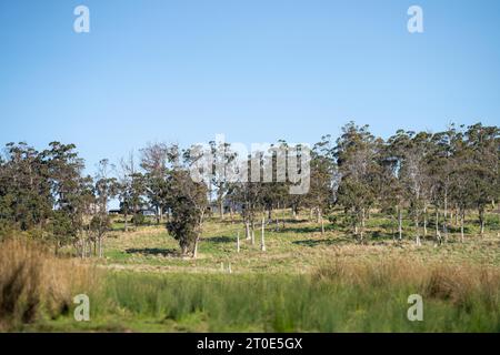 beautiful gum Trees and shrubs in the Australian bush forest. Gumtrees and native plants growing in Australia Stock Photo