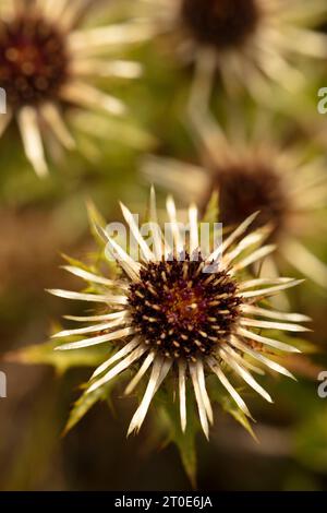 Natural close up flowering plant portrait of the unusual Carlina vulgaris, weather thistle. Stock Photo