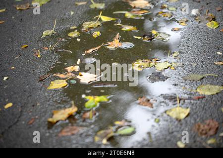 Yellow and colourful autumn leaves floating on the surface of a puddle Stock Photo