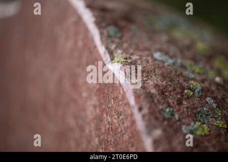 Granite moss-covered stone, cut in half, polished. Stock Photo
