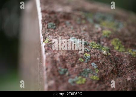 Granite moss-covered stone, cut in half, polished. Stock Photo
