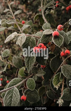 Winter frosty red Cotoneaster fruits Stock Photo