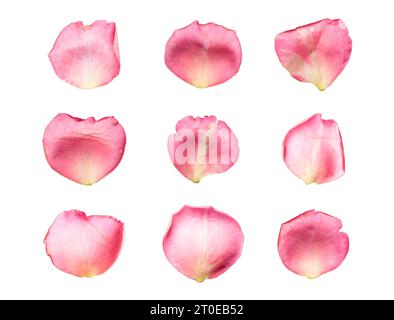 Set of 9 pink color rose petals on a white background or transparent Stock Photo