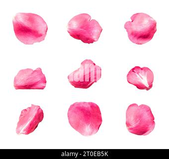 Set of 9 pink color rose petals on a white background or transparent Stock Photo