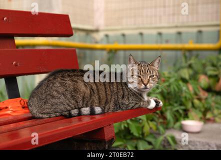 a homeless gray yard cat lying on a brown bench on the street and looking at camera Stock Photo