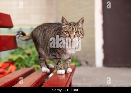 a homeless gray yard cat on a brown bench on the street and looking at camera Stock Photo