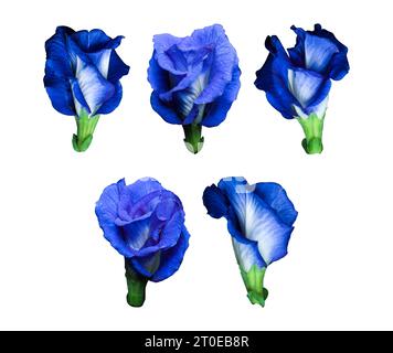 Butterfly pea flowers isolated on a white or transparent background, Blue peas isolated on a white background clipping path. Stock Photo