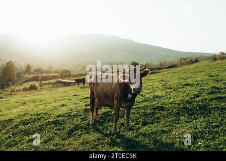 Cows graze on a grass field in summer at sunset in the mountains. The cow looks into the camera with sun rays. Stock Photo