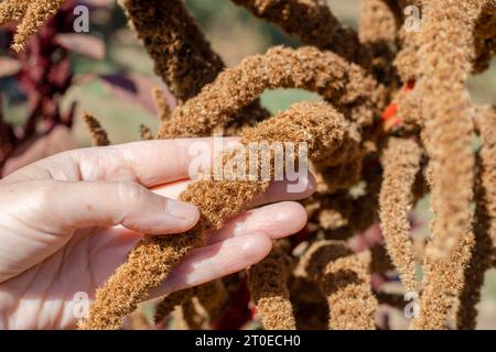 The gardener holds the ripened seeds of the agricultural plant vegetable amaranth in his hand. Stock Photo