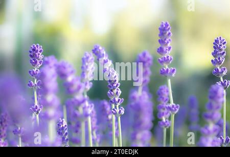 Abstract lavender background texture. Purple flower lavender field, early mornings. Selective focus on a few flower head spikes with defocused flower Stock Photo