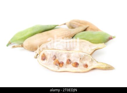 Radish seed pod split open with seeds. Pile of brown and green radish seed pods. Many development stages from radish plant gone to seed. Harvested pod Stock Photo