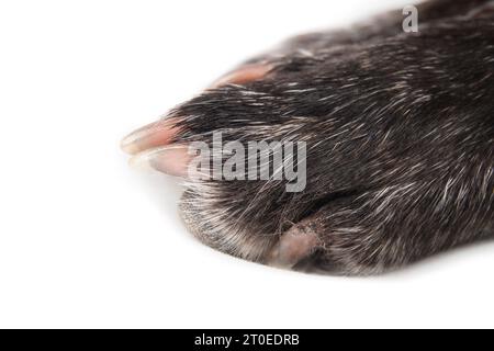 Isolated dog paw, perspective view. Close up of  small black  shorthair dog with pink claws. 9 years old boston terrier pug mix. Selective focus. Whit Stock Photo